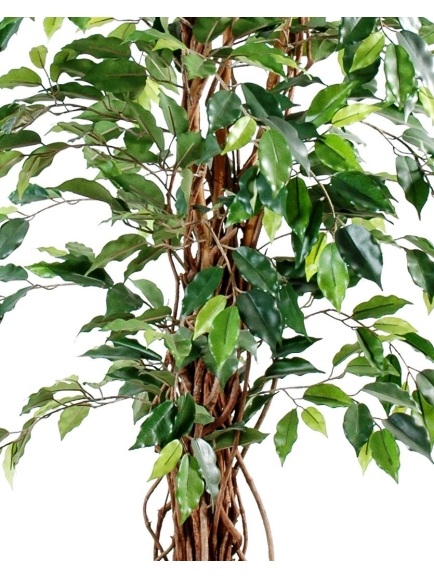 Ficus artificiel - tronc bois liane - 210 cm