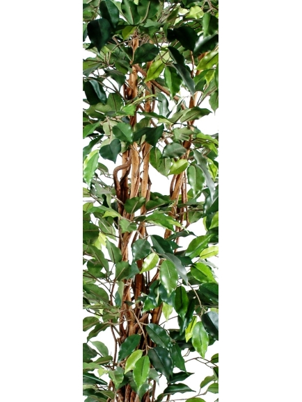 Ficus artificiel - tronc bois liane - 210 cm