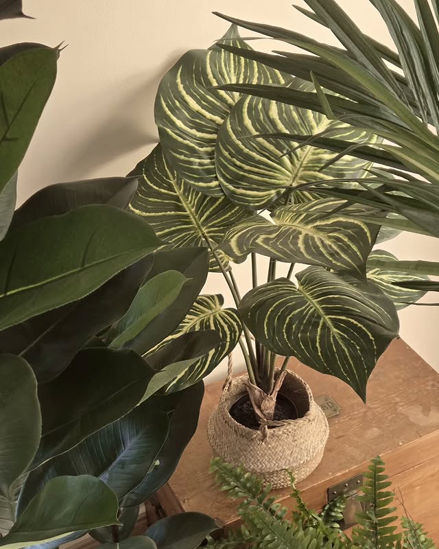 🌿 Et si on changeait de regard sur la plante...
